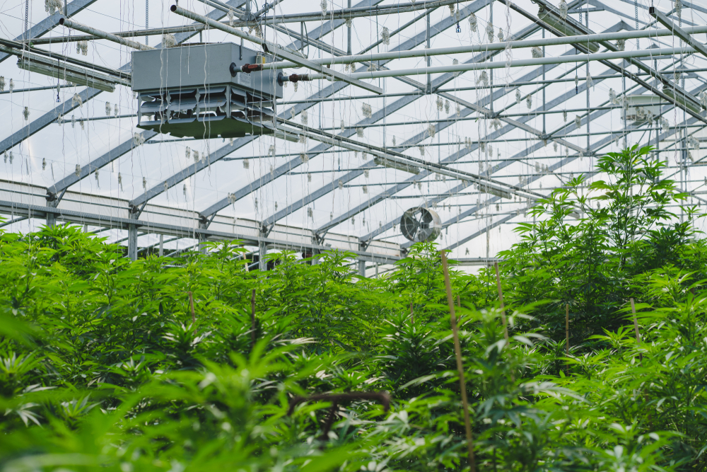 Construction Firms are Focusing on the Cannabis Industry